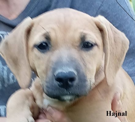 4 Hundewelpen suchen ein Zuhaus