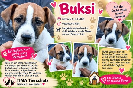 4 Hundewelpen suchen ein Zuhaus