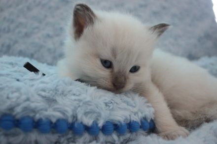 Ragdoll Kitten mit Stammbaum