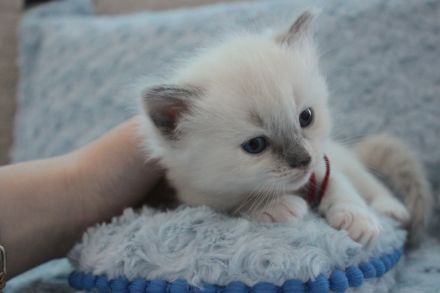 Ragdoll Kitten mit Stammbaum