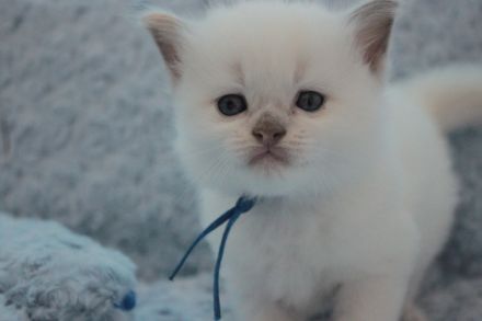Ragdoll Kitten mit Stammbaum