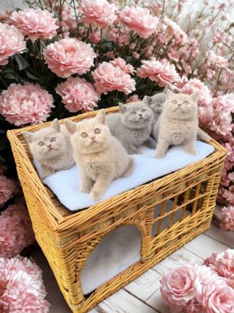 BKH-Kitten vom Züchter mit Stammbaum