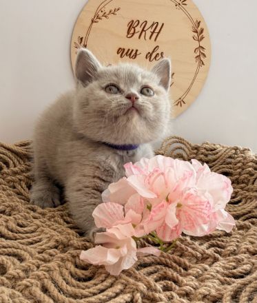 BKH-Kitten vom Züchter mit Stammbaum