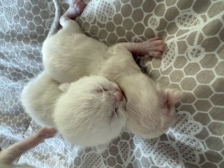 BKH Kitten