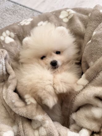 Pomeranian Boo Welpe