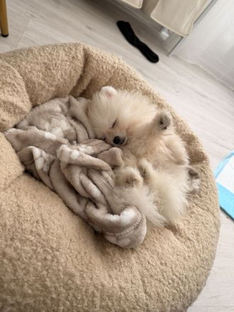Pomeranian Boo Welpe