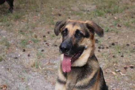 Ivan, Schäferhund-Mix, geb. 2021,Kuschel- und Couchhund der einen engen Anschluss an die Fa