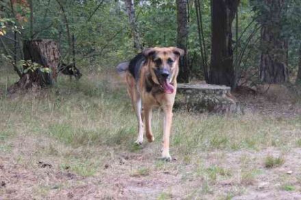 Ivan, Schäferhund-Mix, geb. 2021,Kuschel- und Couchhund der einen engen Anschluss an die Fa