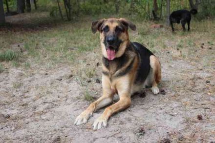 Ivan, Schäferhund-Mix, geb. 2021,Kuschel- und Couchhund der einen engen Anschluss an die Fa