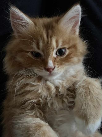 3 süsse rote Sibirische Katzen (Babys) suchen neues Zuhause