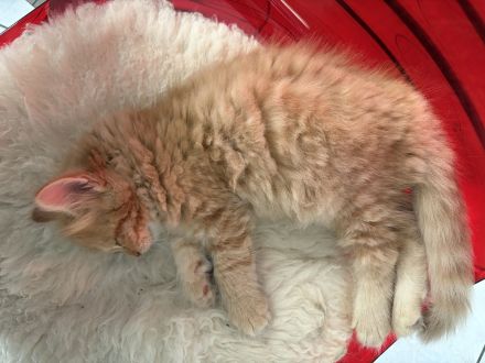 3 süsse rote Sibirische Katzen (Babys) suchen neues Zuhause