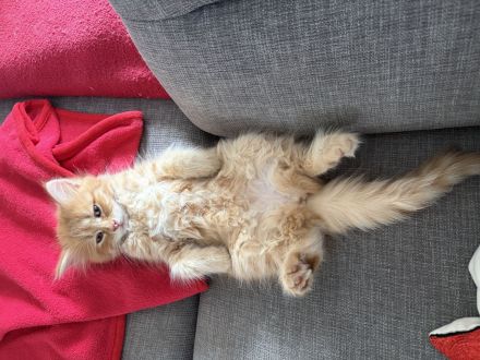 3 süsse rote Sibirische Katzen (Babys) suchen neues Zuhause