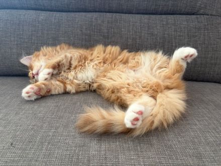 3 süsse rote Sibirische Katzen (Babys) suchen neues Zuhause