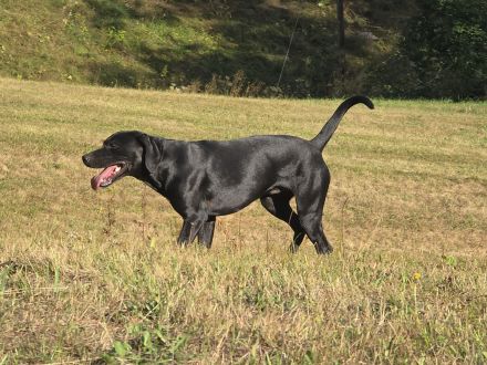 Labrador-Vizsla-Mix sucht neue Heimat