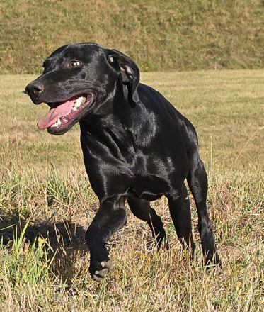 Labrador-Vizsla-Mix sucht neue Heimat