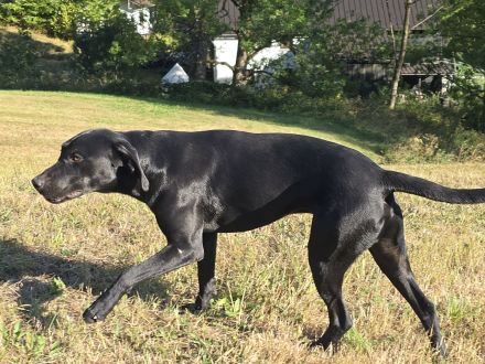 Labrador-Vizsla-Mix sucht neue Heimat