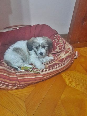 Nala, welpentypisch verspielt
