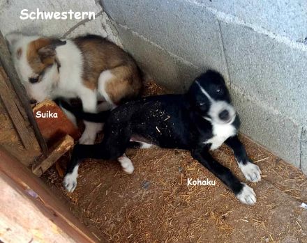Kohaku und Suika verspielt und lieb