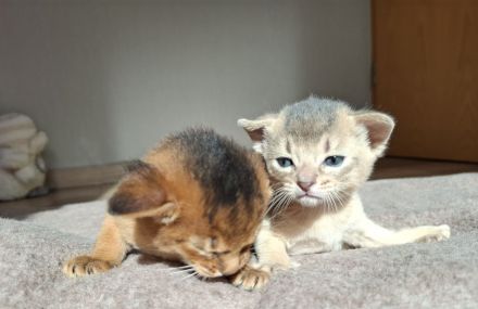 Entzückende Abessinier Kitten
