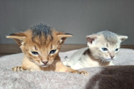 Entzückende Abessinier Kitten