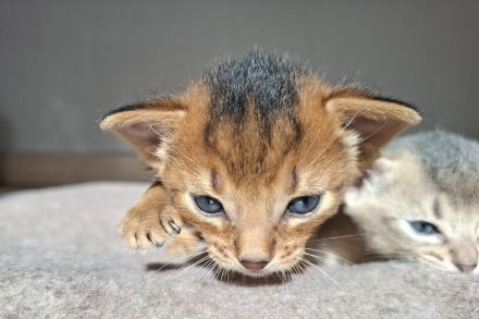Entzückende Abessinier Kitten