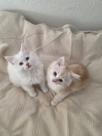 Sibirische Kitten + Neva Masquarade Kitten