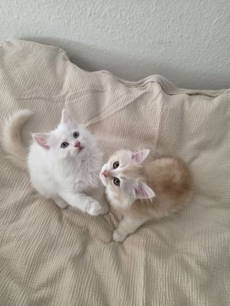 Sibirische Kitten + Neva Masquarade Kitten