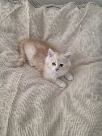 Sibirische Kitten + Neva Masquarade Kitten