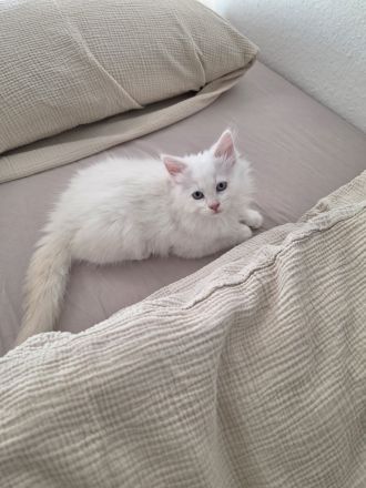 Sibirische Kitten + Neva Masquarade Kitten