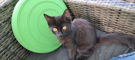 Kitten zu verkaufen