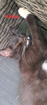 Kitten zu verkaufen