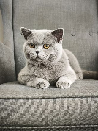 Deckkater