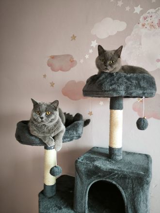 Wunderschöne BKH Kitten Katzenbabys