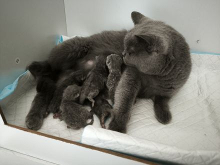 Wunderschöne BKH Kitten Katzenbabys