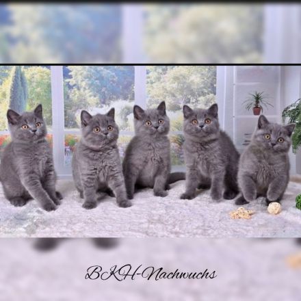 Wunderschöne BKH Kitten Katzenbabys