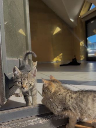 4 süße Katzenbabys suchen liebevolles Zuhause