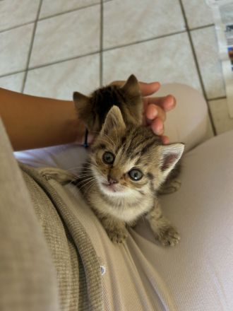 4 süße Katzenbabys suchen liebevolles Zuhause