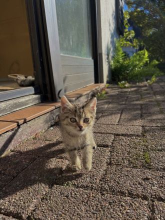 4 süße Katzenbabys suchen liebevolles Zuhause