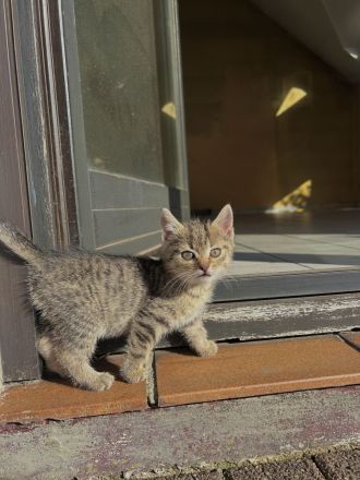 4 süße Katzenbabys suchen liebevolles Zuhause