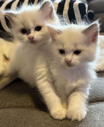 Ragdoll Kitten reinrassig