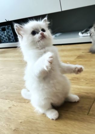 Ragdoll Kitten reinrassig