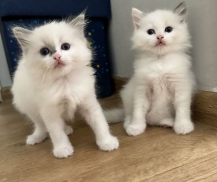 Ragdoll Kitten reinrassig