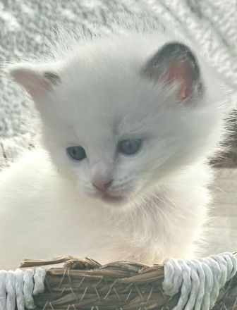 Reinrassige Ragdoll Kitten