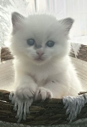 Reinrassige Ragdoll Kitten