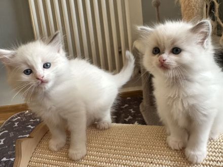 Reinrassige Ragdoll Kitten