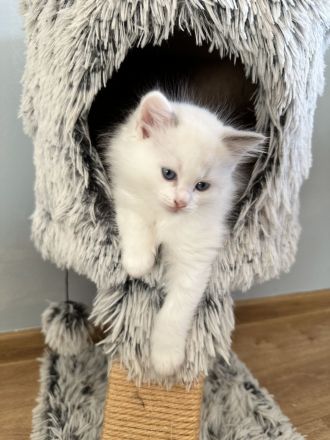 Ragdoll Kitten reinrassig