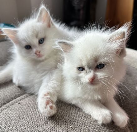 Ragdoll Kitten reinrassig