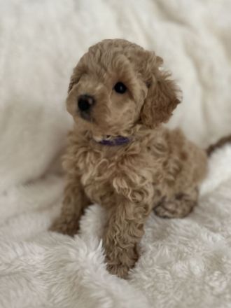 Maltipoo Welpen