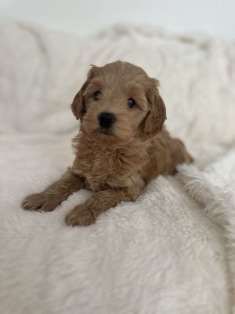 Maltipoo Welpen