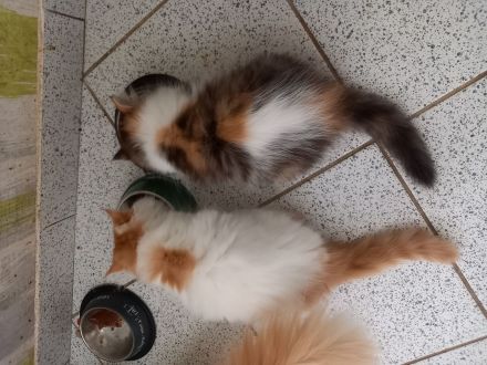 Perserkatze